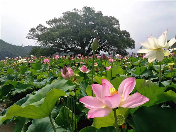 旗袍秀鄉村游?“荷”你相約銅鼓東滸村!采蓮、品茗、劃竹排~好期待哦！